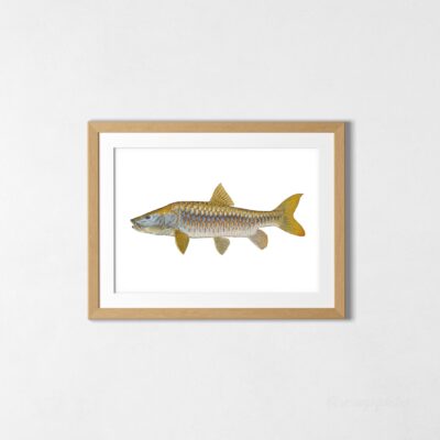 Poster Golden Mahseer From The Himalayas in India Art Print