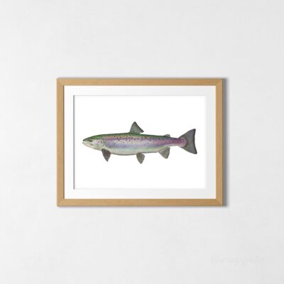 Premium Poster Silver Female Atlantic Salmon Art Print