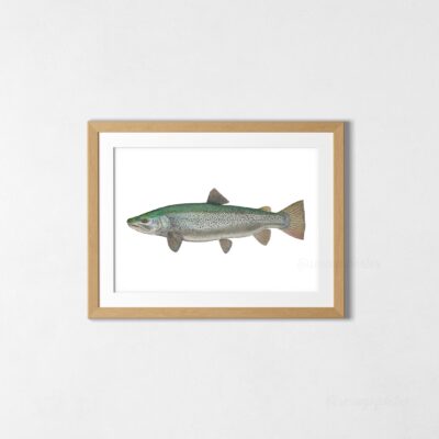 Poster European Brown Trout Art Print Watercolor