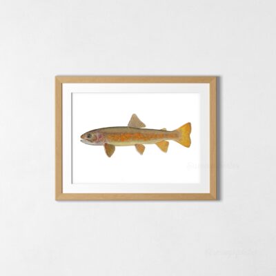 Poster Japanese Whitespotted Char Salvelinus leucomaenis Art Print